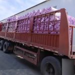 Turkish Customer Ordered PVC Self-Adhesive Film – Pulivk Film Factory Export Delivery